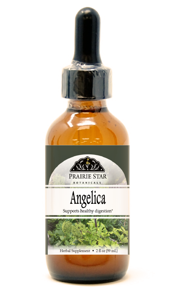 Angelica Root Cheap